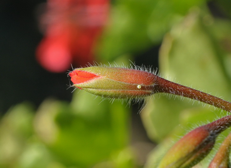 Cacyreus marshalli